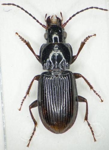 Réf. 191 715 : Pterostichus oenotrius